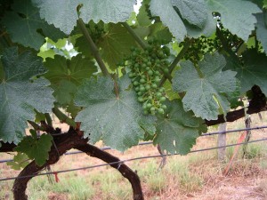 New Gruner Veltliner at Hahndorf Hill Winery